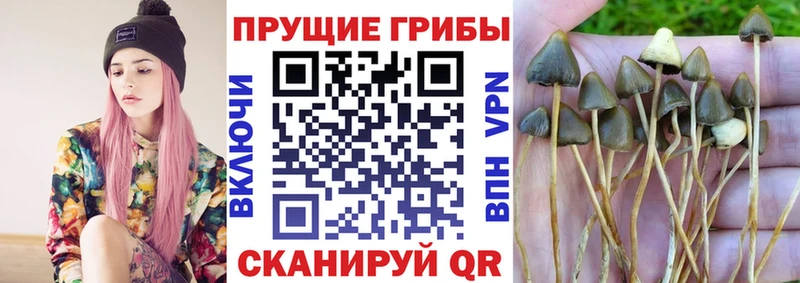 Галлюциногенные грибы ЛСД  Суджа 